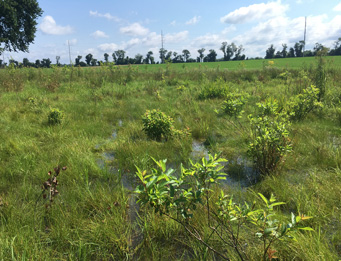 Marvel Plaza Off-Site Wetland Mitigation