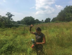 Tracking Bog Turtle with Telemetry