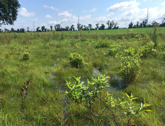 UD Ecology Woods Wetland Mitigation