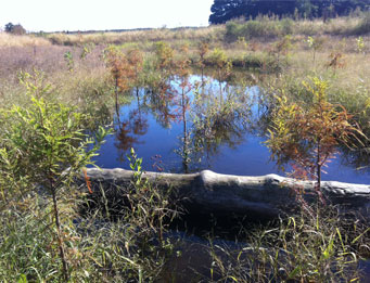 Airport Off-Site Wetland Mitigation