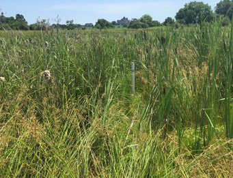 Schucks Park Wetland Mitigation