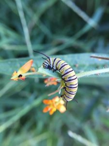 Monarch Caterpillar Feeding