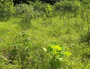 Wetland Vegetation