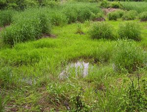 Example of potential Bog Turtle Habitat