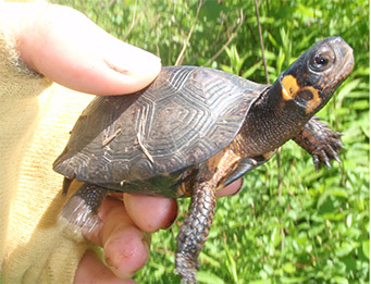 Juvenile Bog Turtle