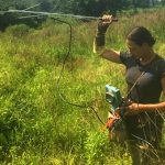 Radio Telemetry used for Bog Turtle survey