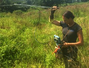 Radio Telemetry used for Bog Turtle Investigation